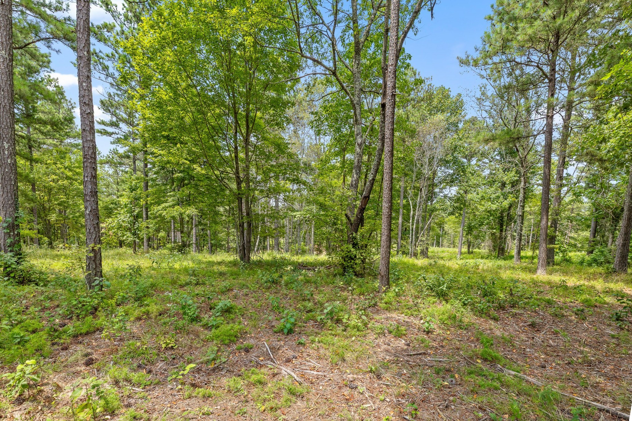 0 Treetop St Property Photo 18