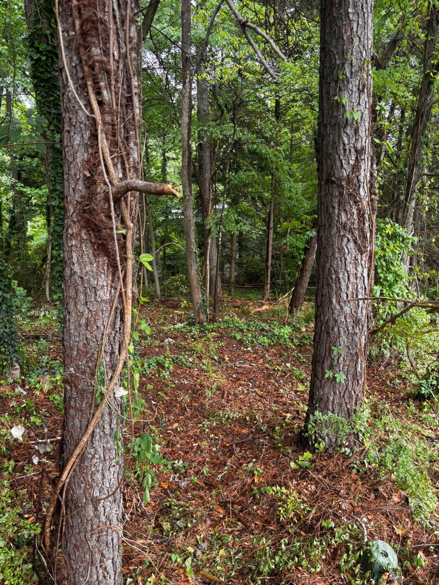 35 Ryman Ridge Road Property Photo 6