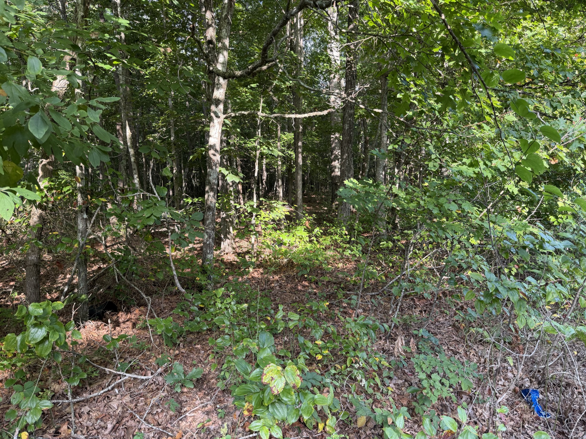 2603 Northcutts Cove Road Property Photo 18