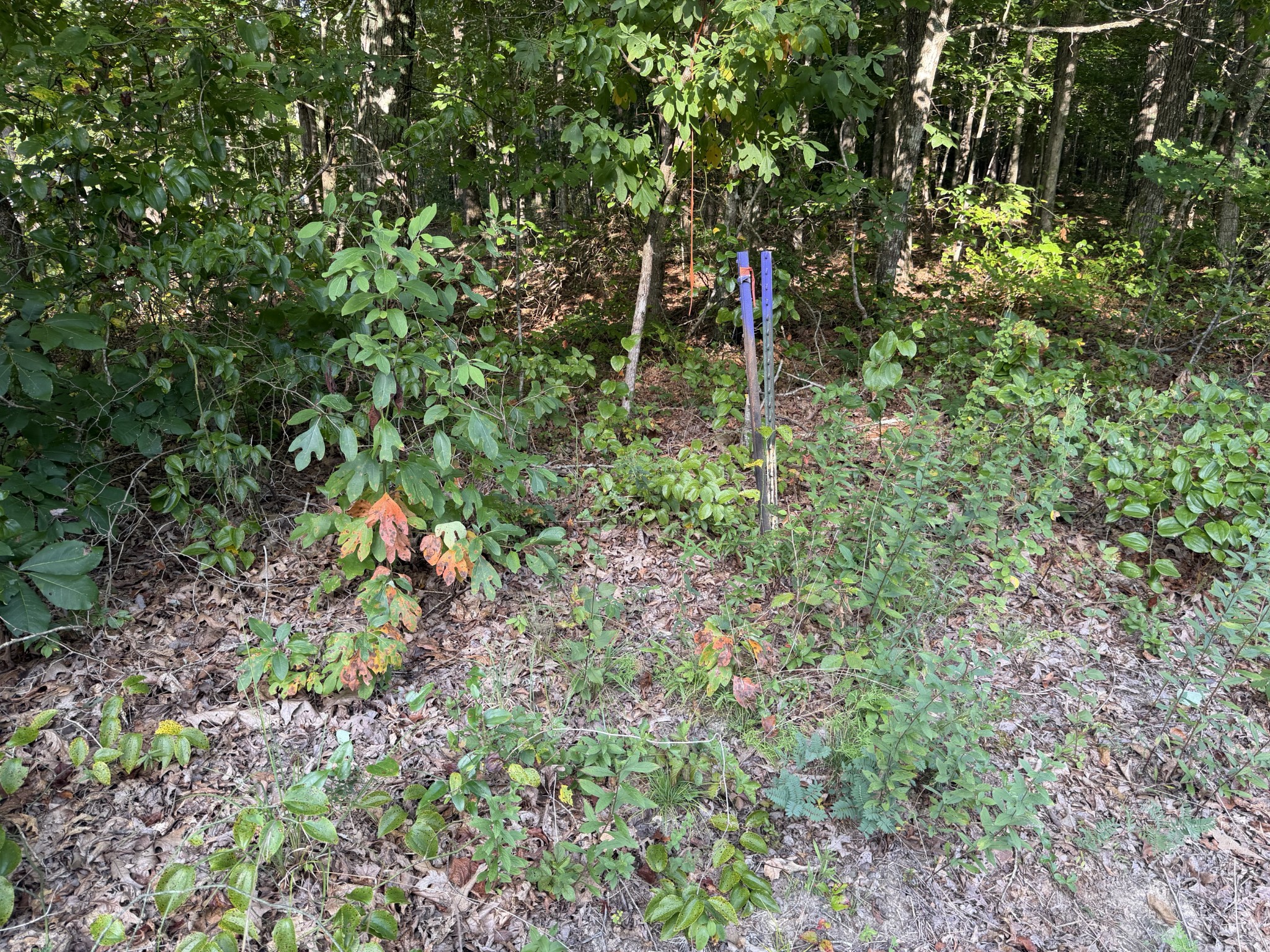 2603 Northcutts Cove Road Property Photo 19