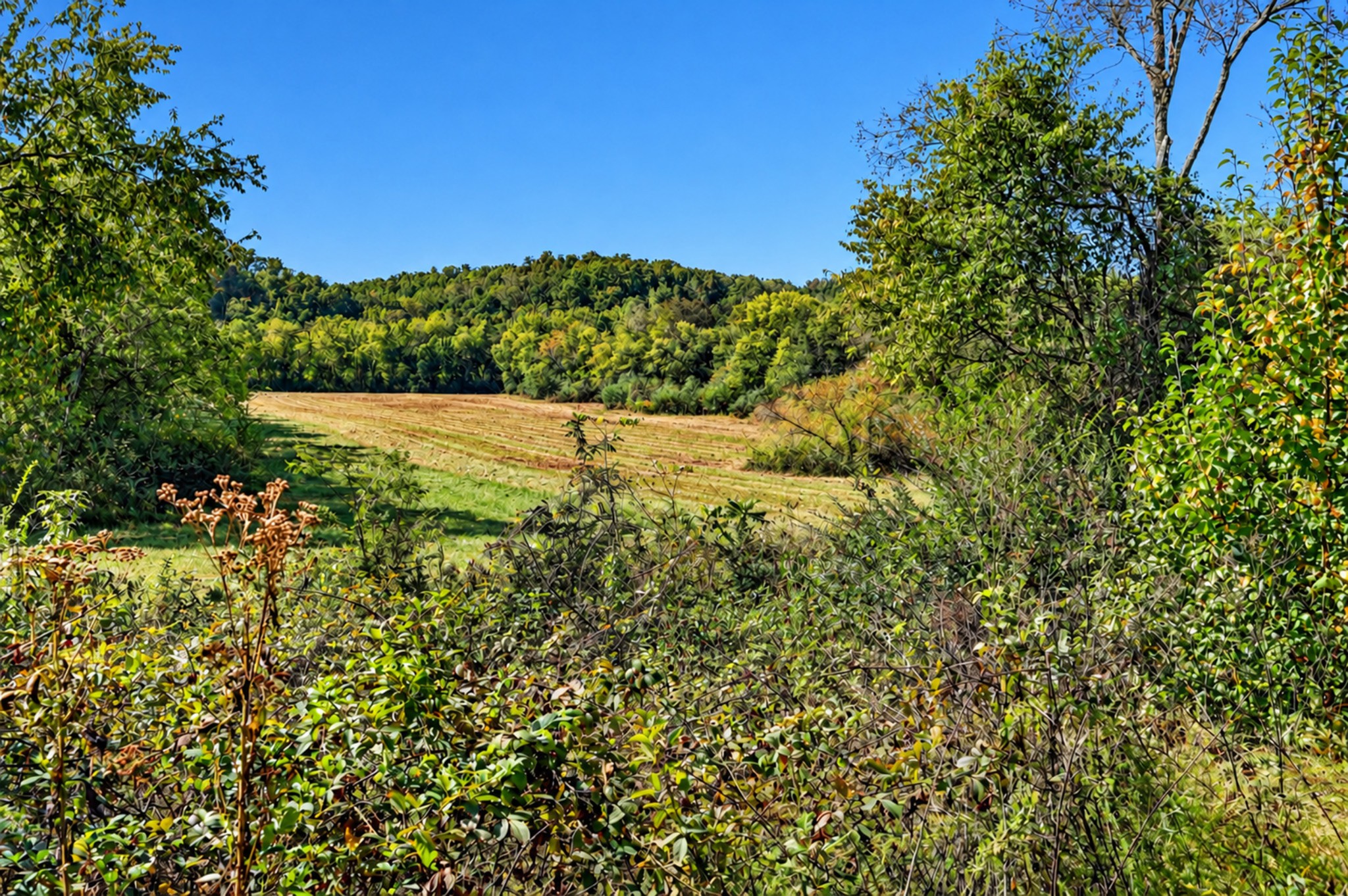 160 Backside Beaverdam Road Property Photo 6