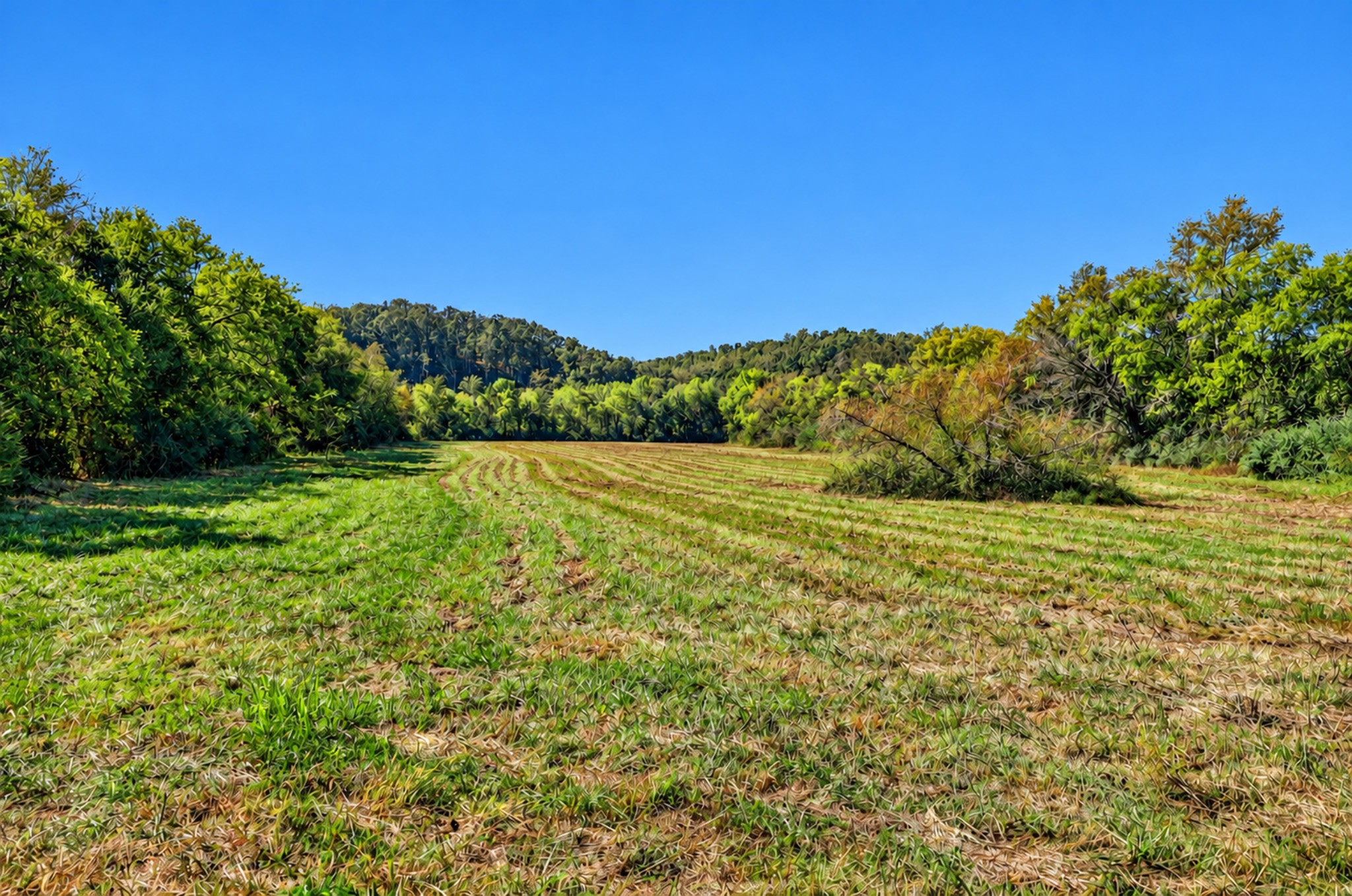 160 Backside Beaverdam Road Property Photo 10