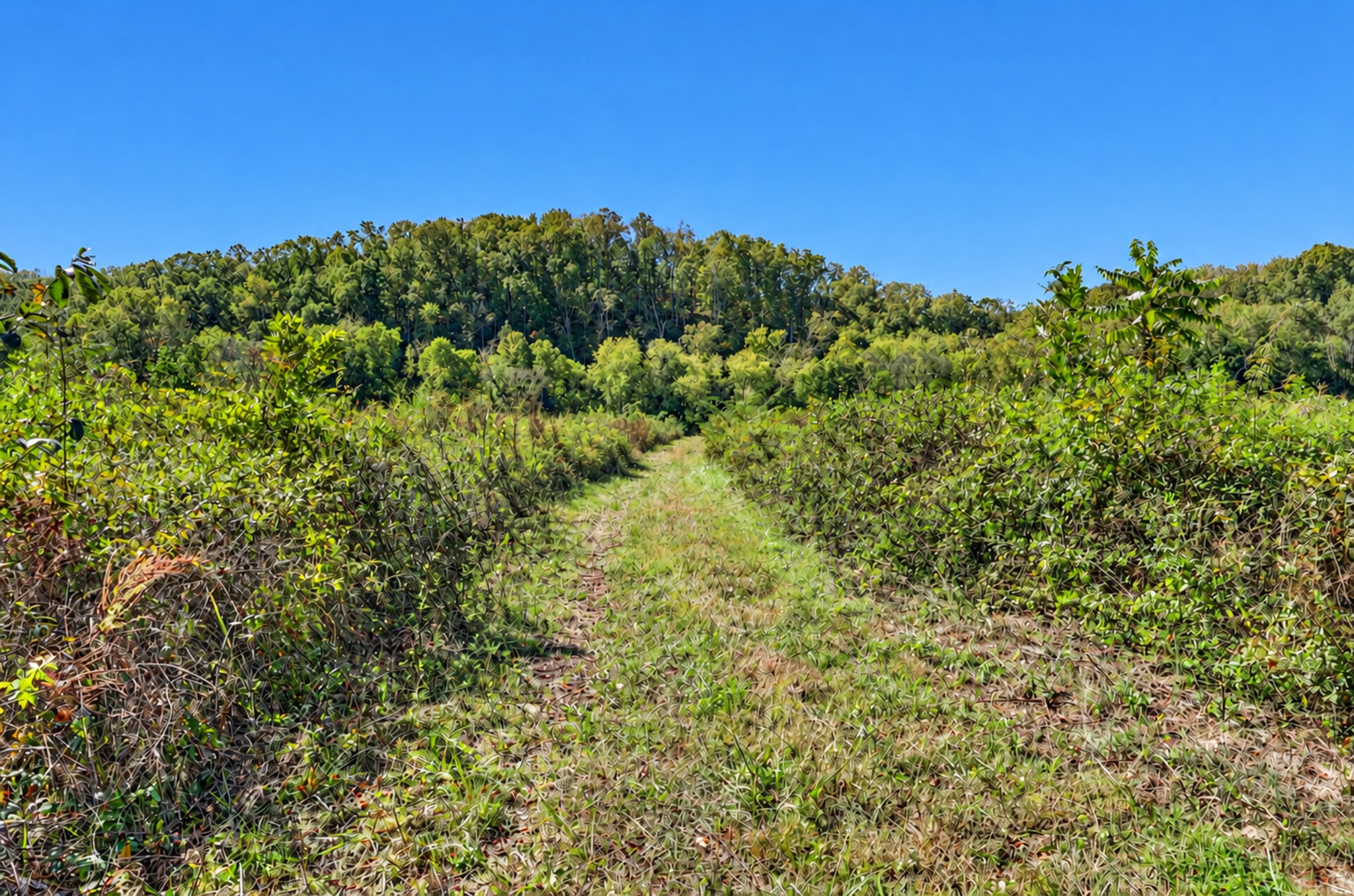 160 Backside Beaverdam Road Property Photo 13
