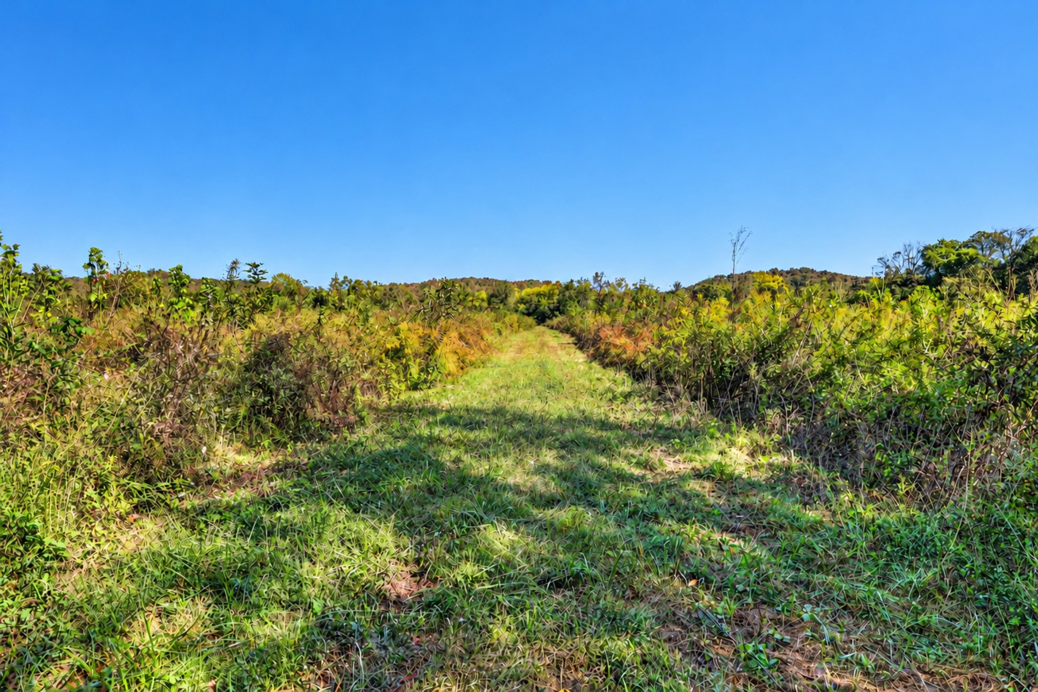 160 Backside Beaverdam Road Property Photo 17