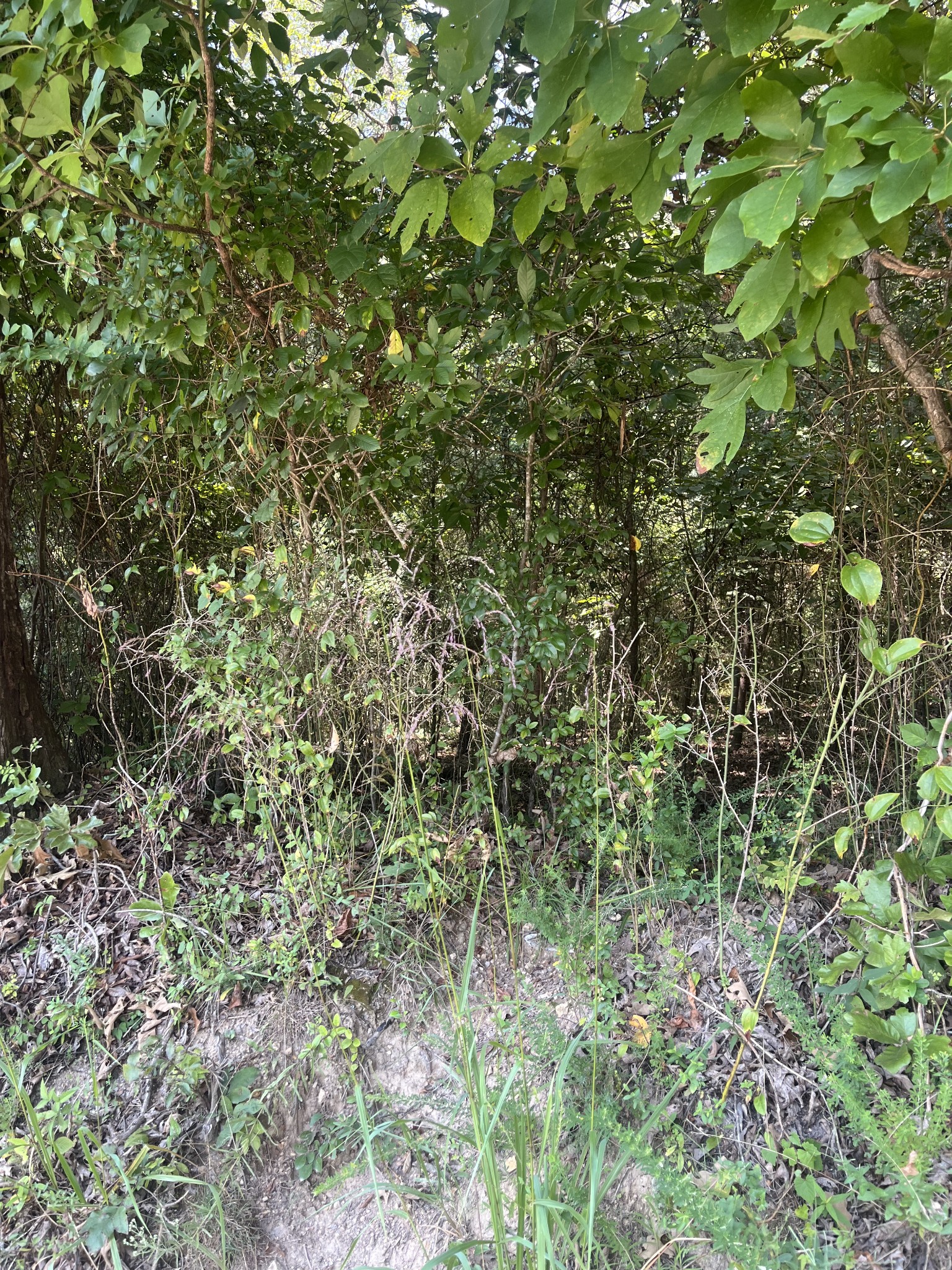0 Sierra Drive Property Photo 7