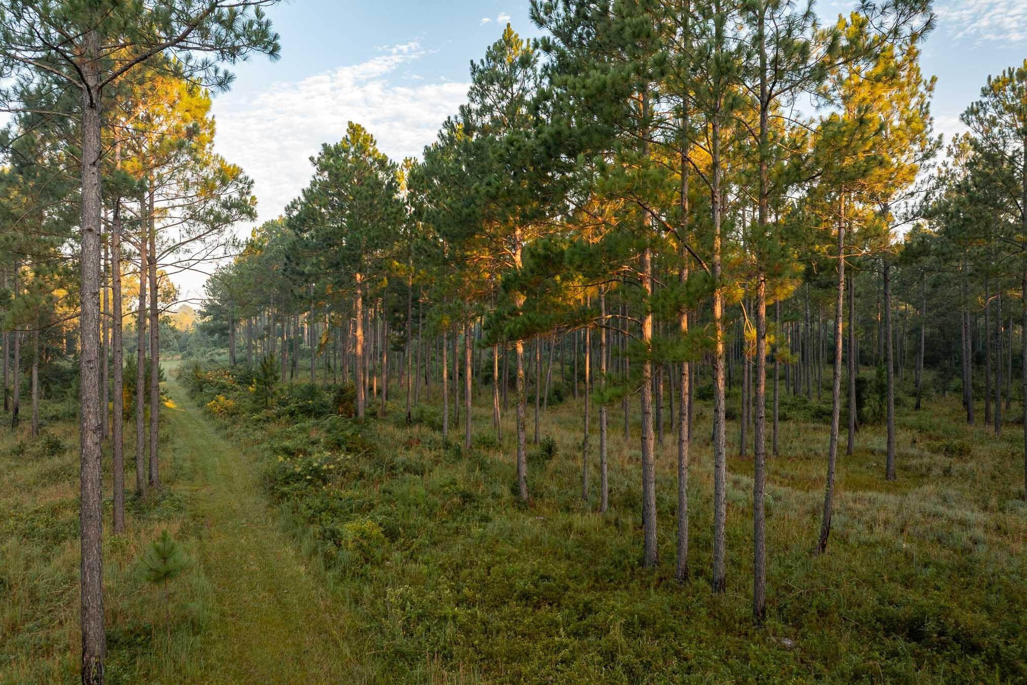 6604 Pine Island Road Property Photo 18