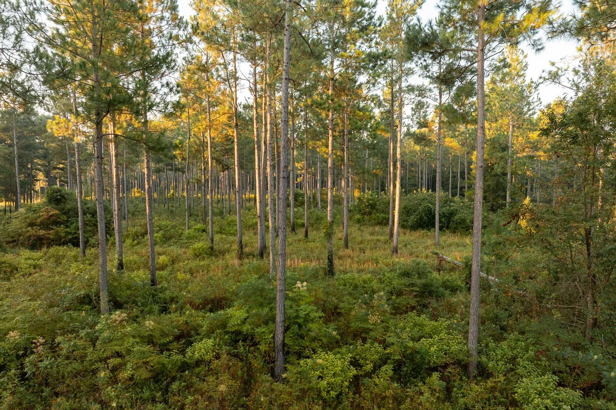 6604 Pine Island Road Property Photo 46