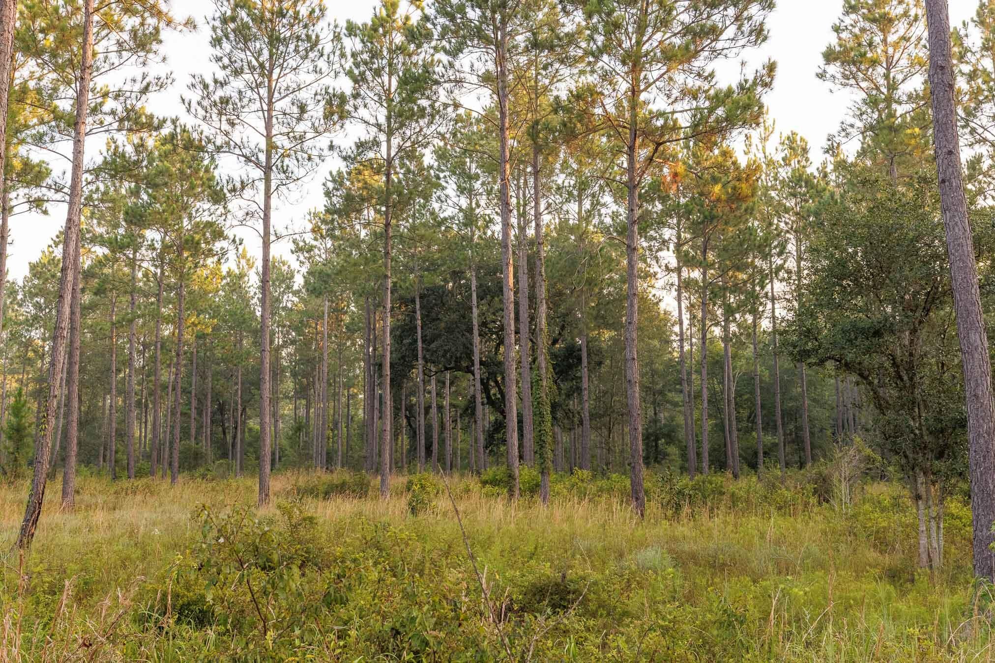 6604 Pine Island Road Property Photo 75