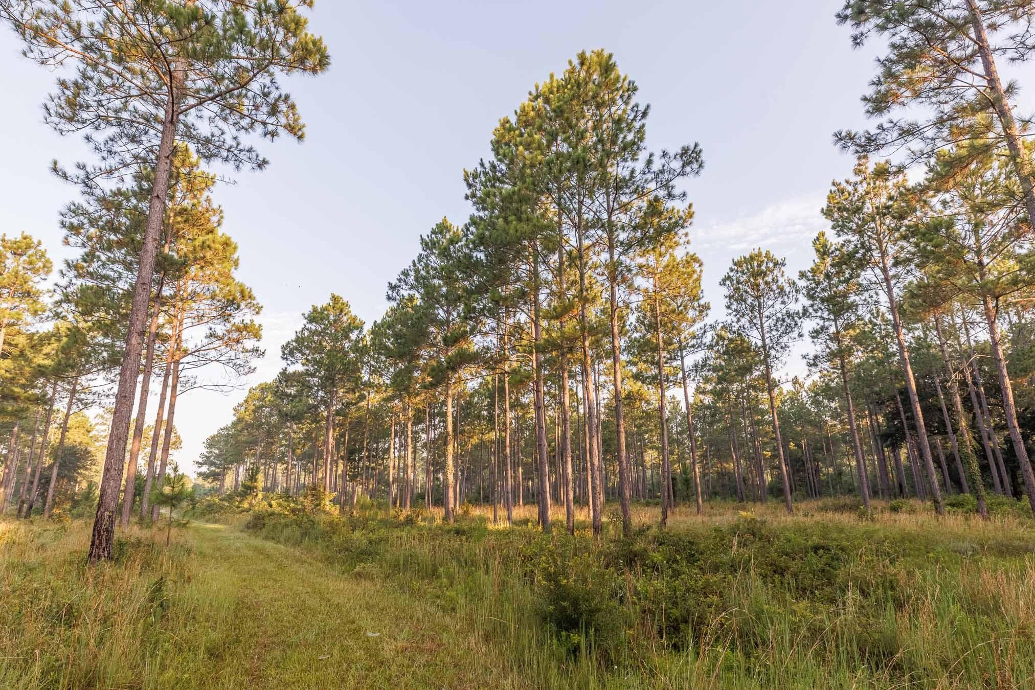 6604 Pine Island Road Property Photo 83