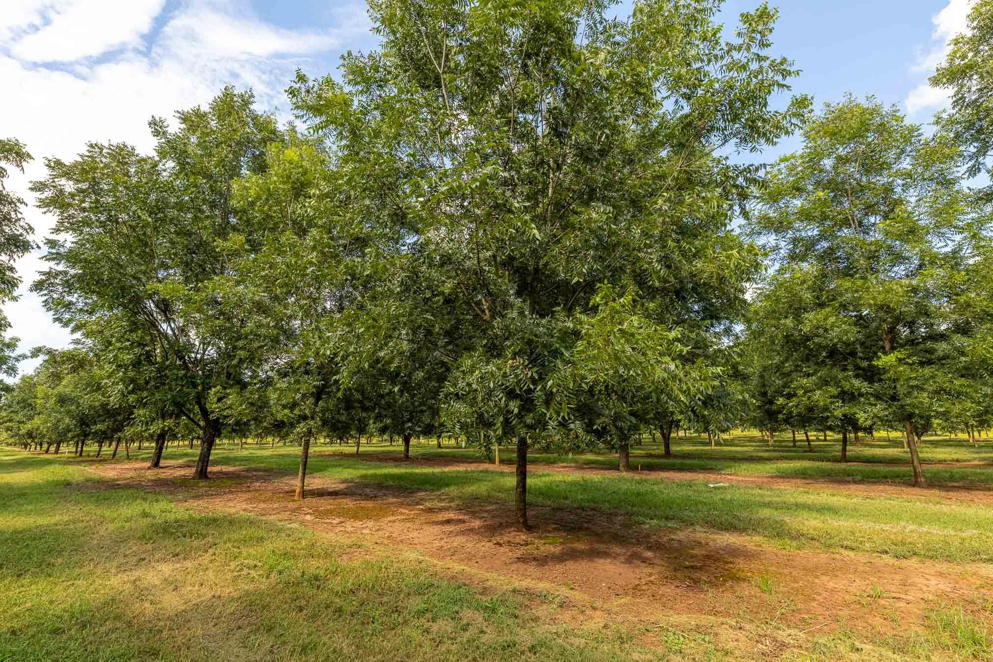 6604 Pine Island Road Property Photo 86