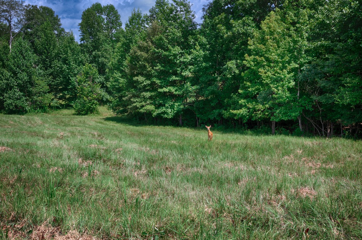 1501 Puncheon Branch Rd Property Photo 46