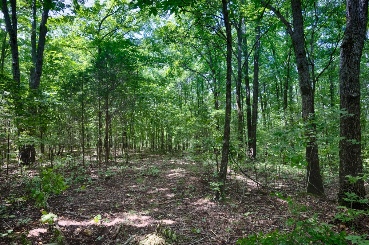 1501 Puncheon Branch Rd Property Photo 48