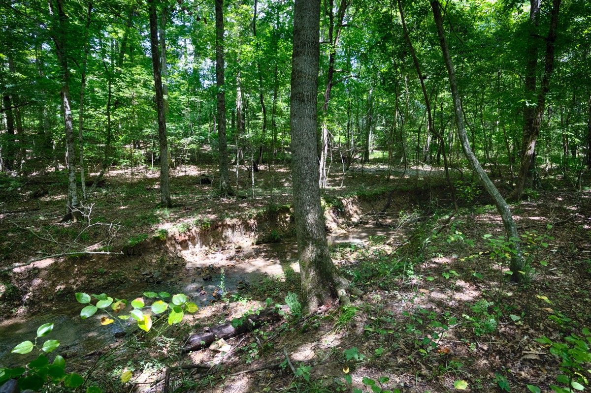 1501 Puncheon Branch Rd Property Photo 53