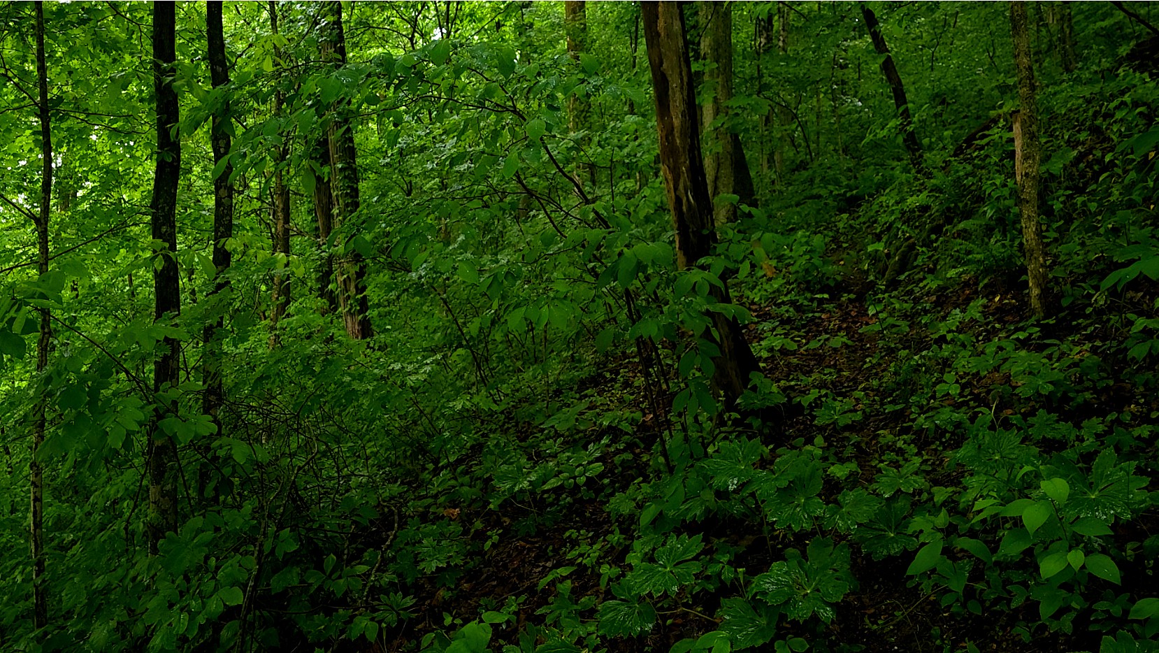 2680 Mcbrides Branch Rd Property Photo 32