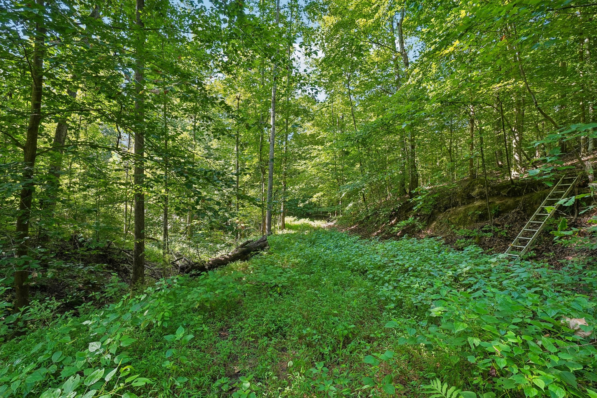 1071 Simms Heights Rd Property Photo 68