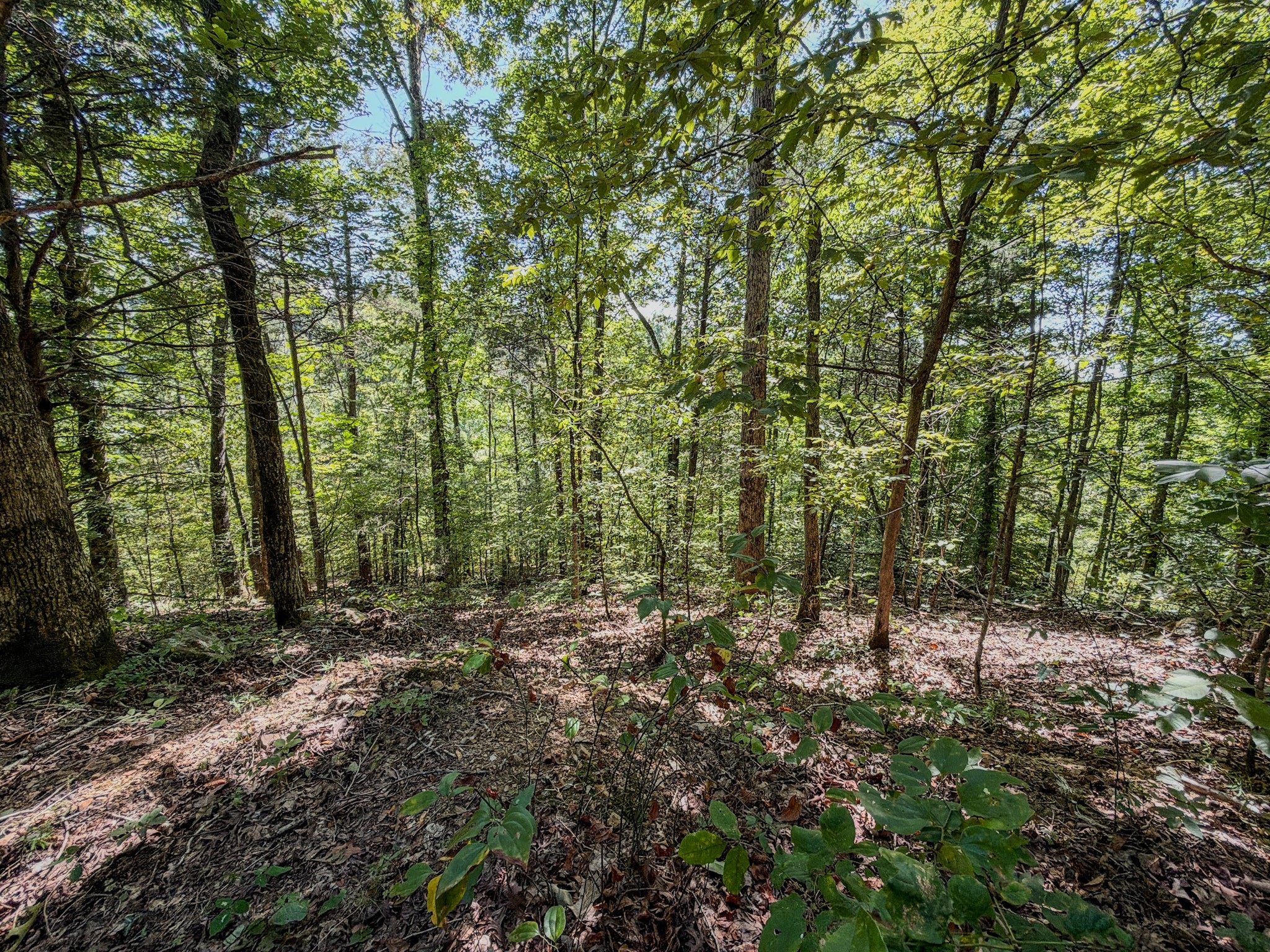 2195 Whiteoak Rd, E Property Photo 39