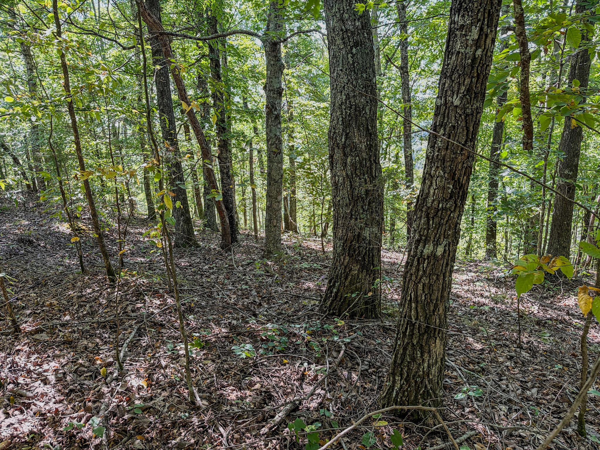 2195 Whiteoak Rd, E Property Photo 41