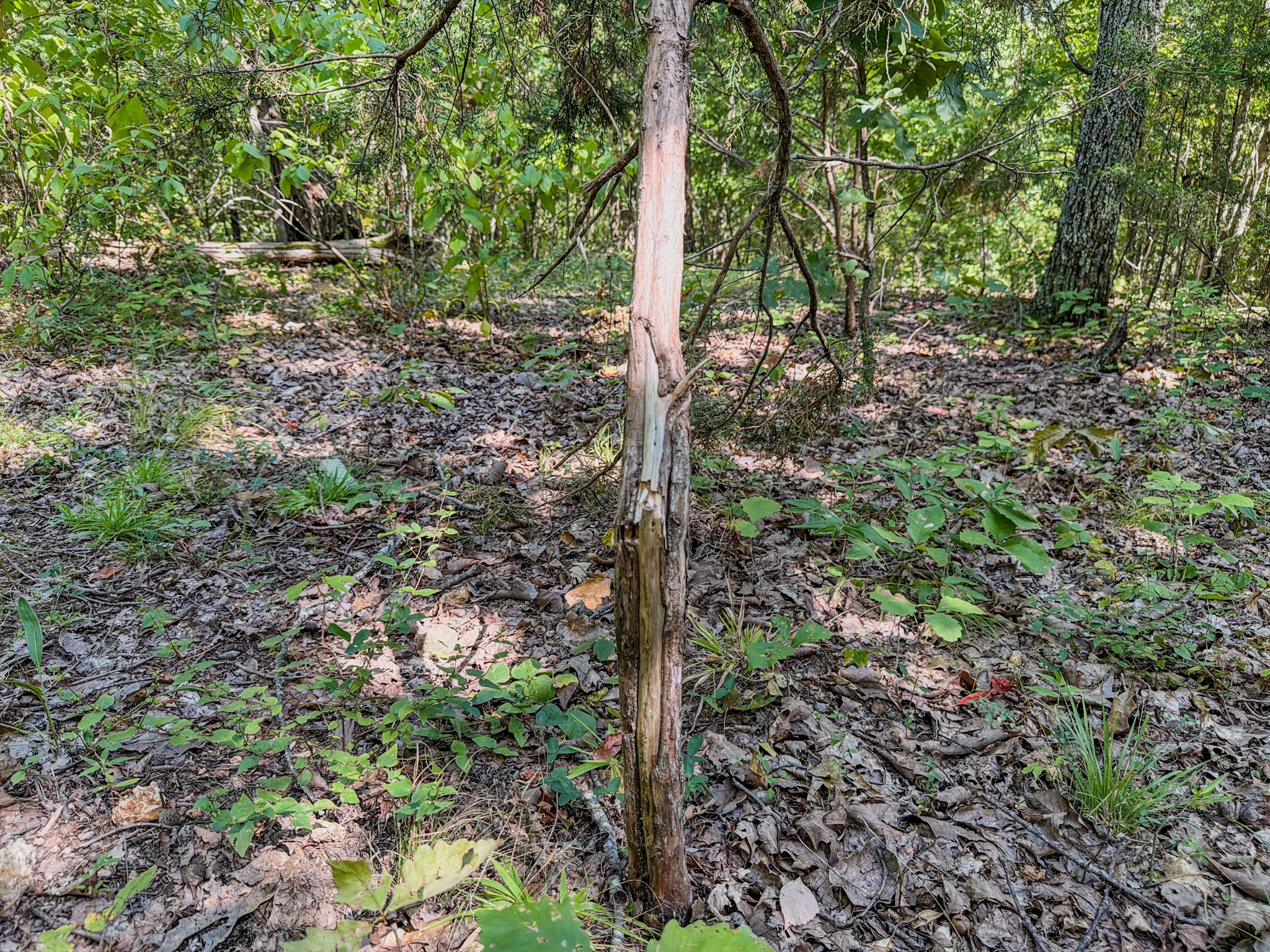 2195 Whiteoak Rd, E Property Photo 45