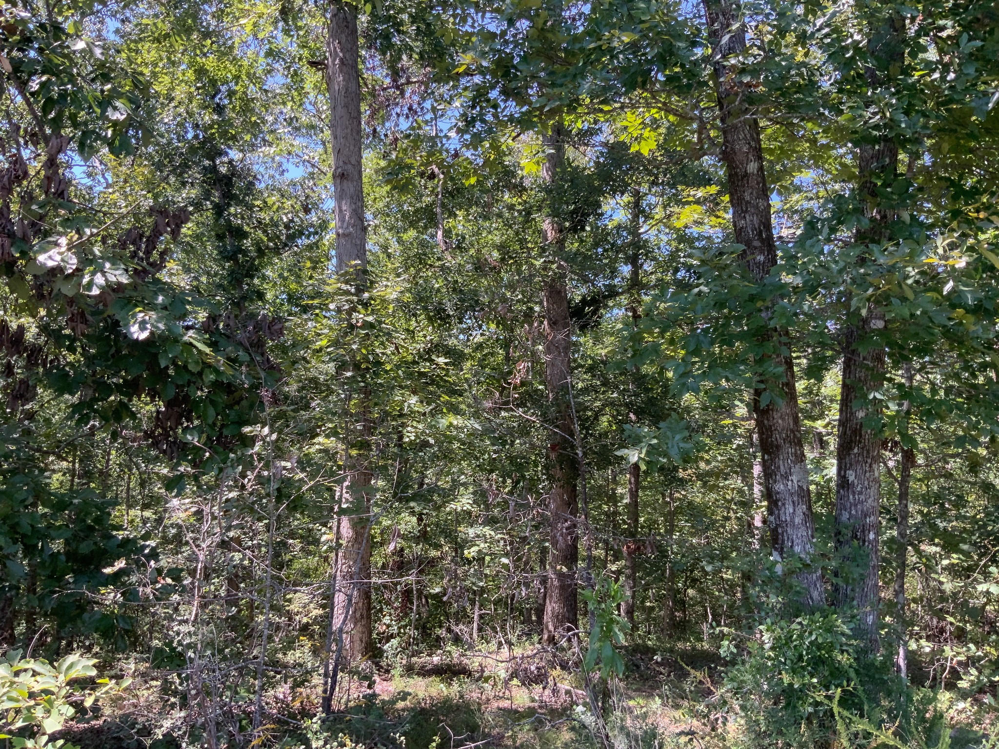 0 Streamside Drive Property Photo 24