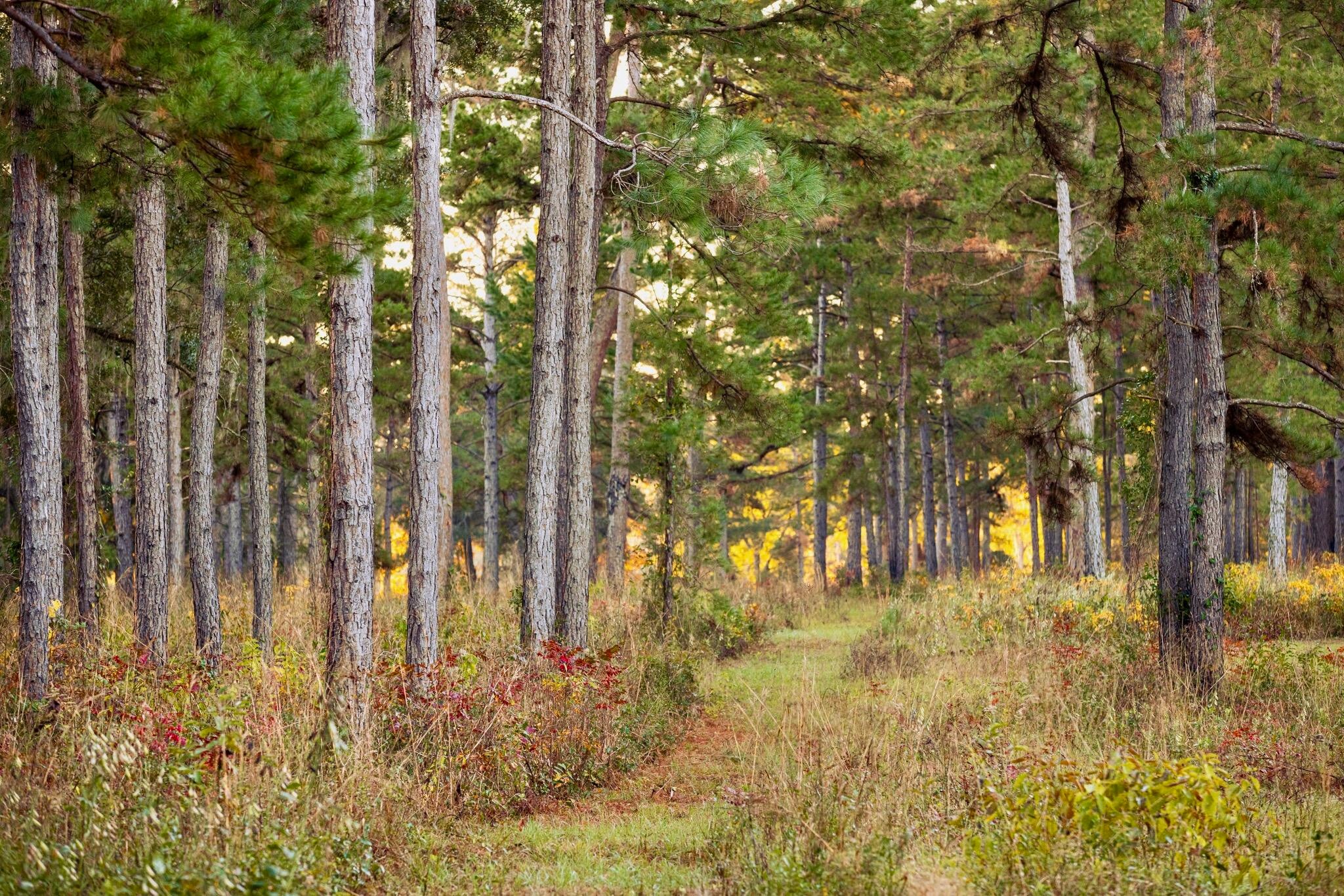 9700 Old Magnolia Road Property Photo 13