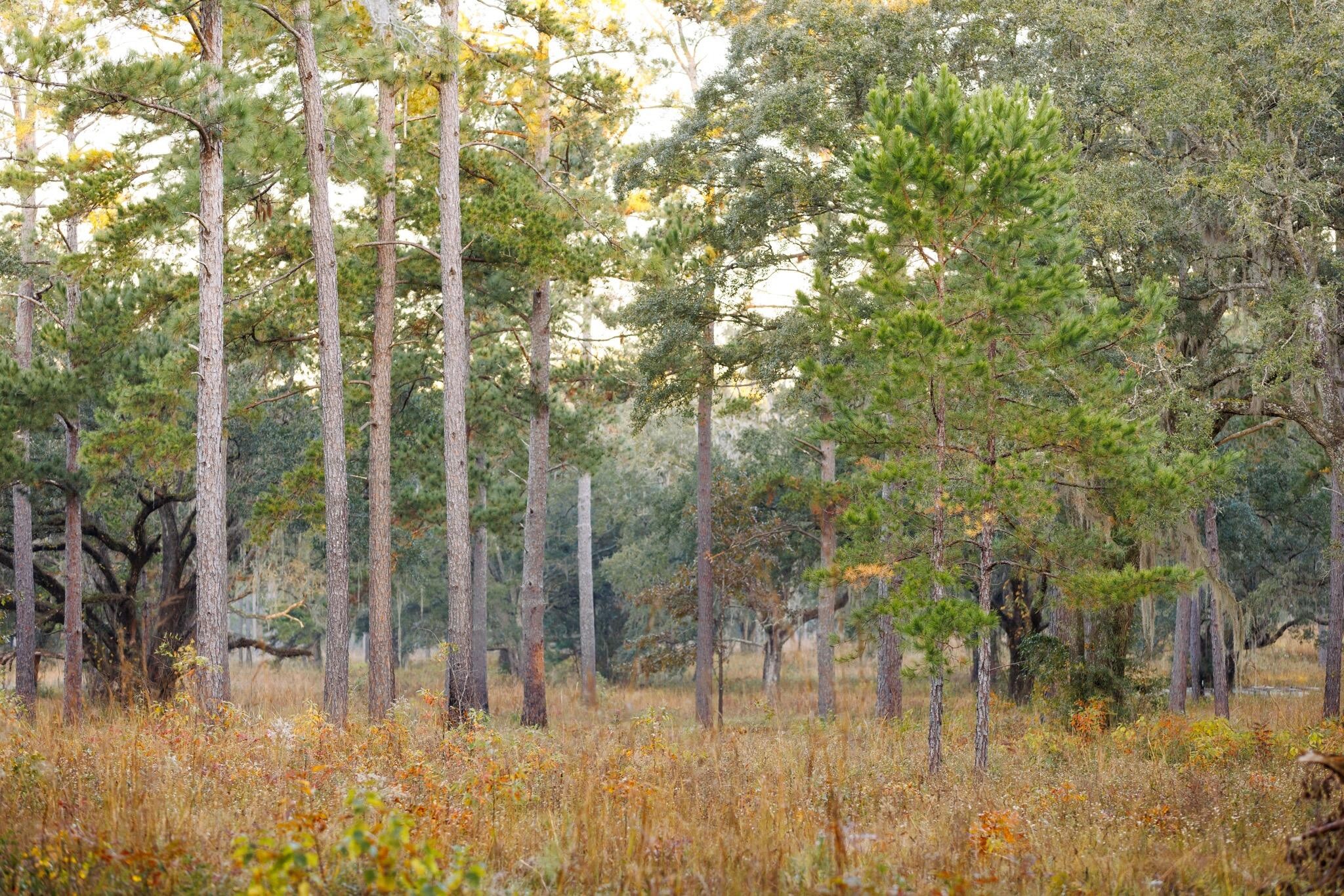 9700 Old Magnolia Road Property Photo 88