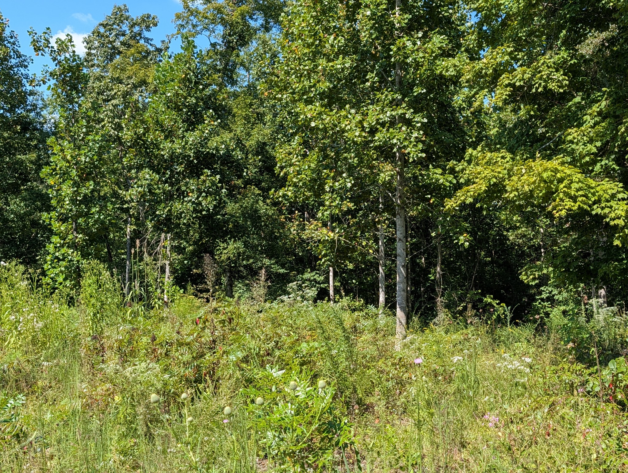 331 Ridgetop Rd Property Photo 2