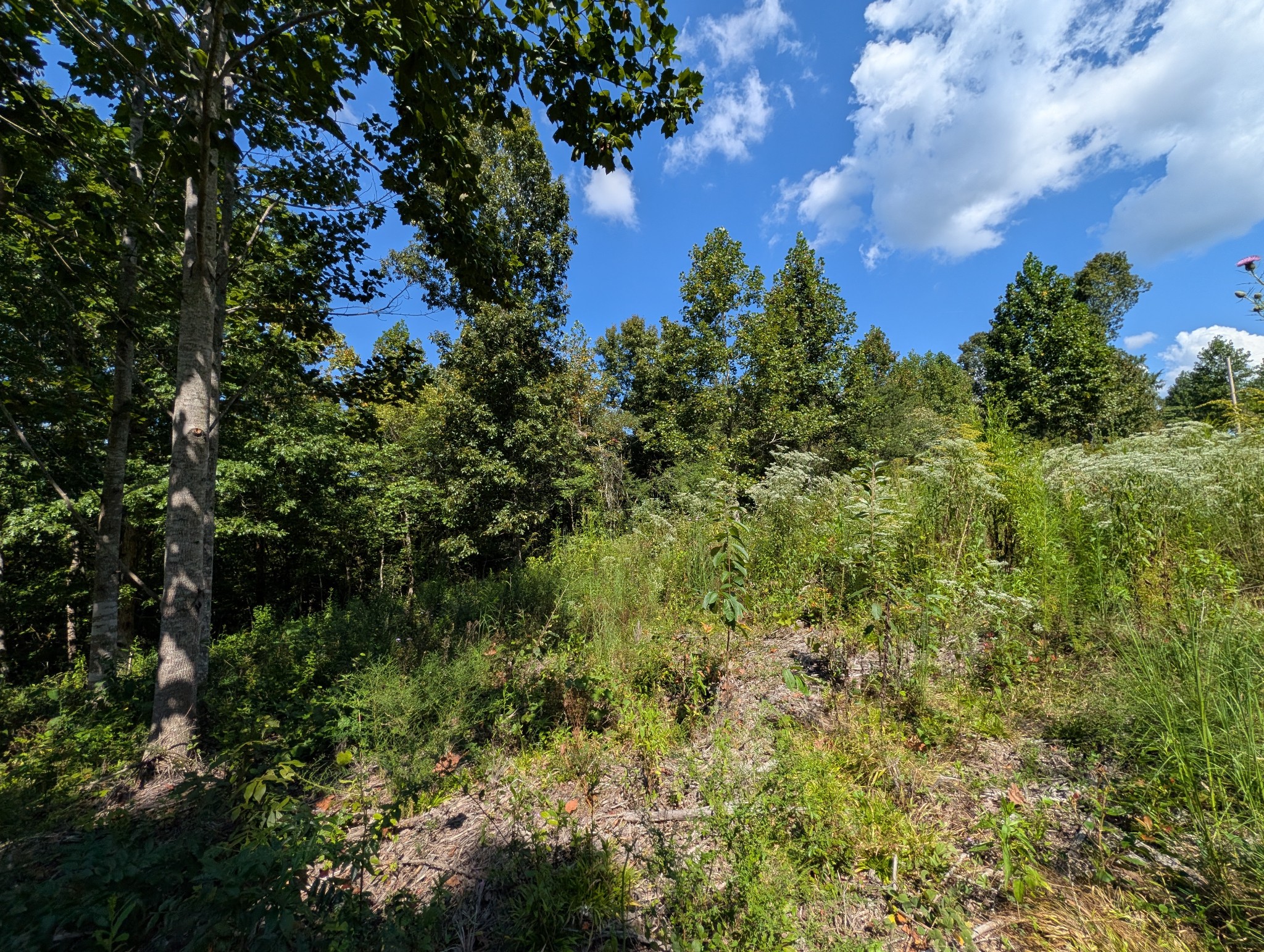 331 Ridgetop Rd Property Photo 3