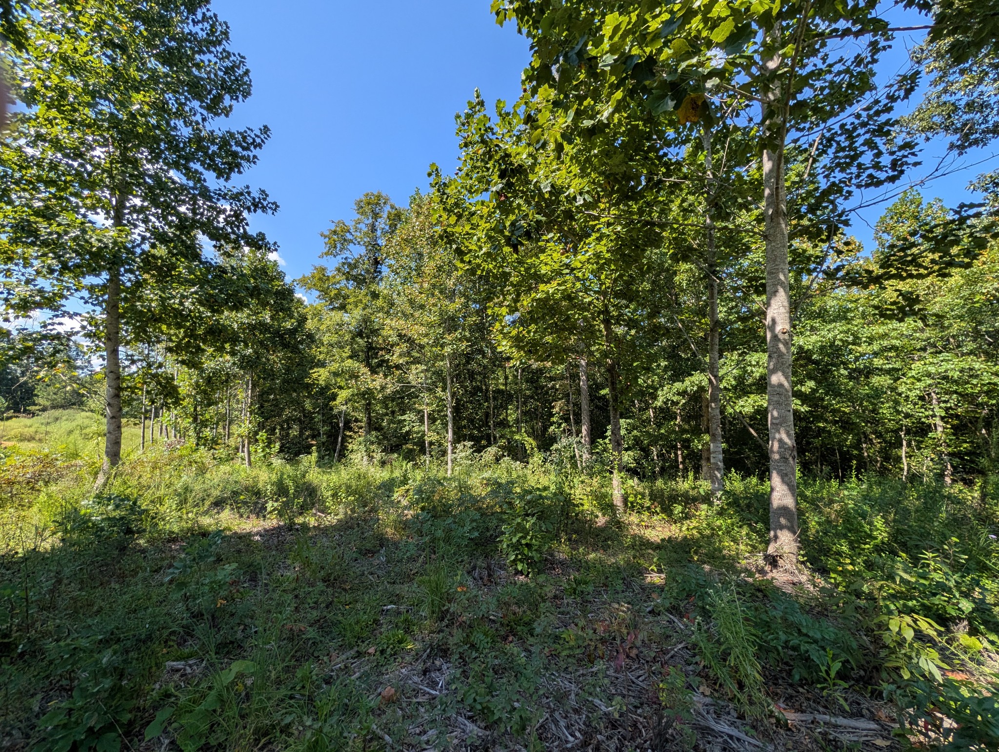 331 Ridgetop Rd Property Photo 4