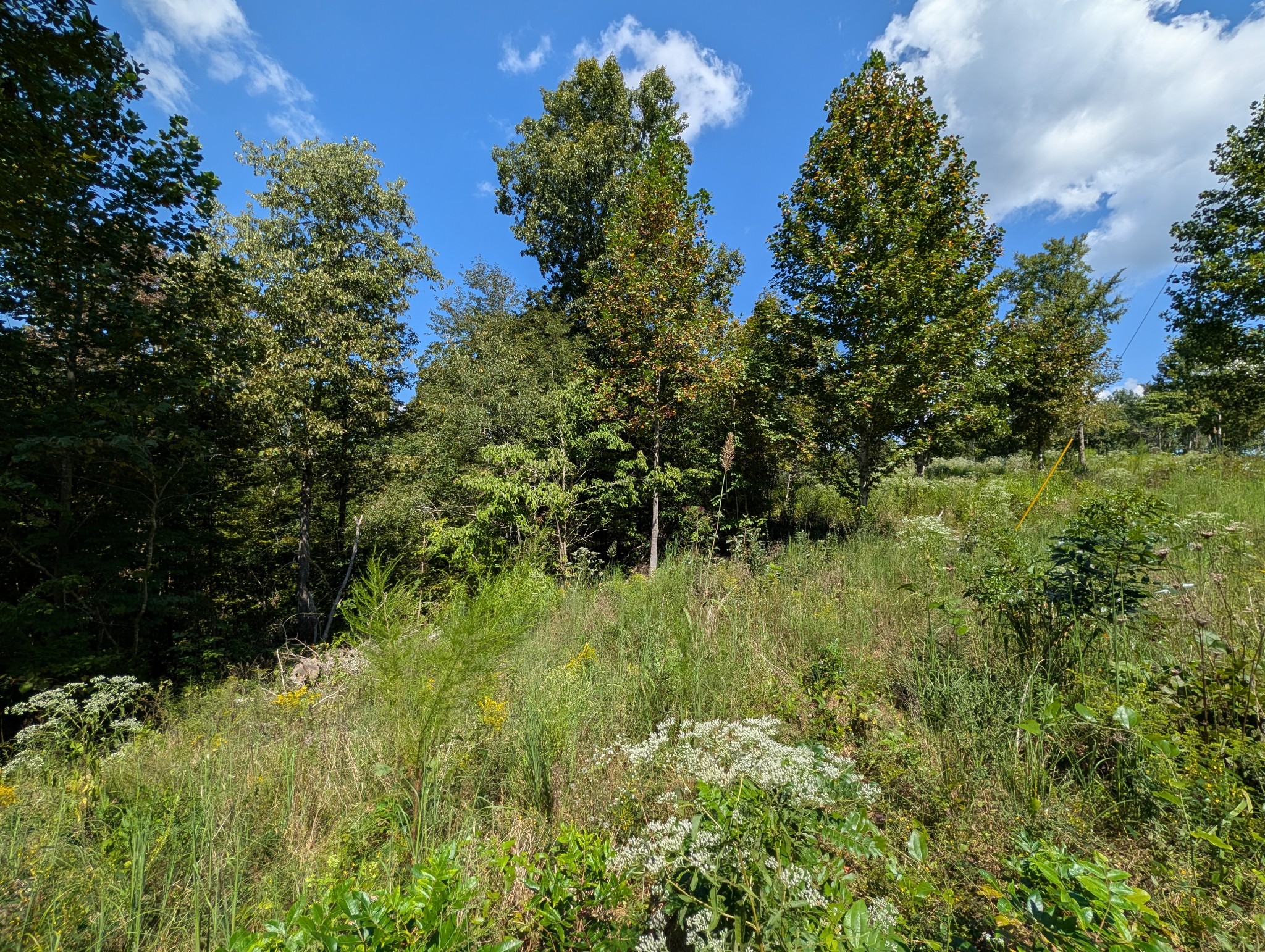 331 Ridgetop Rd Property Photo 5