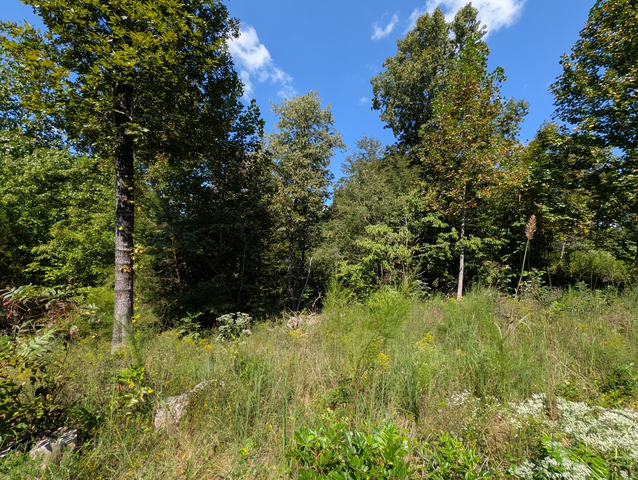 331 Ridgetop Rd Property Photo 7