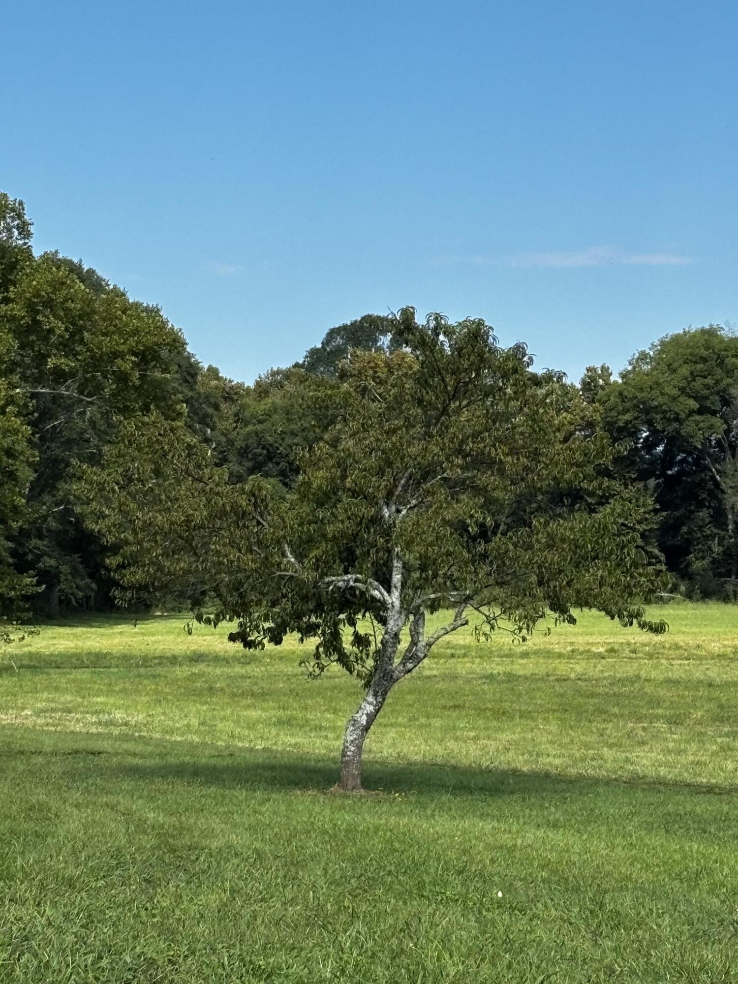 4915 Sweetens Cove Road Property Photo 18