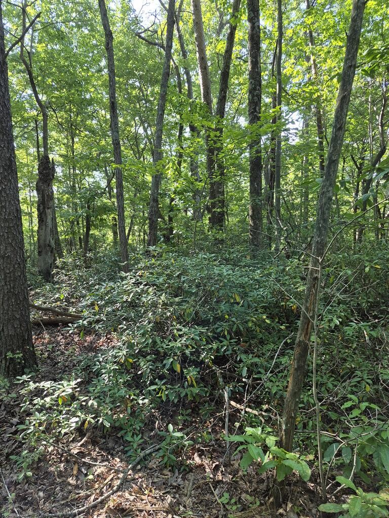 435 Ridge Wood Dr Property Photo 5