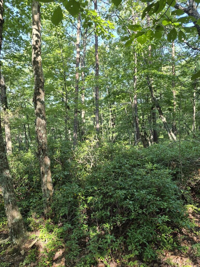 435 Ridge Wood Dr Property Photo 7