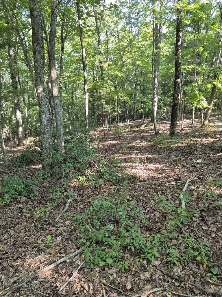 435 Ridge Wood Dr Property Photo 9