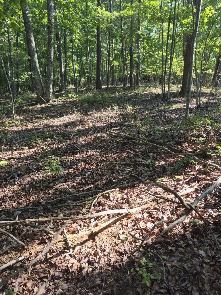 435 Ridge Wood Dr Property Photo 11