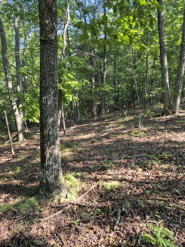 435 Ridge Wood Dr Property Photo 13