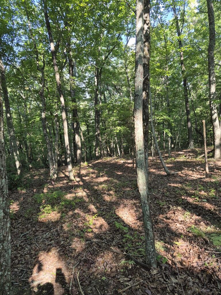 435 Ridge Wood Dr Property Photo 14