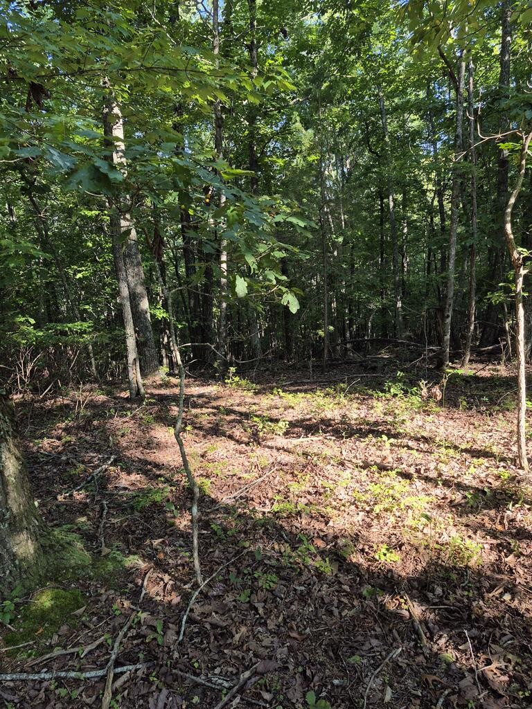 435 Ridge Wood Dr Property Photo 16