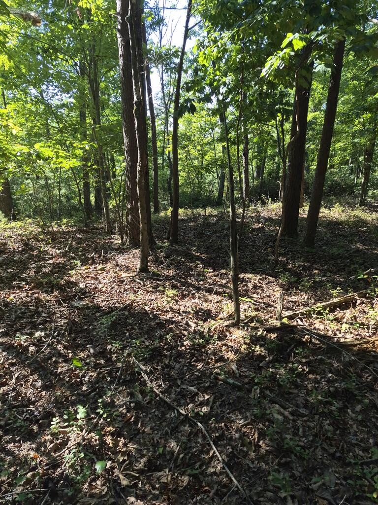 435 Ridge Wood Dr Property Photo 18