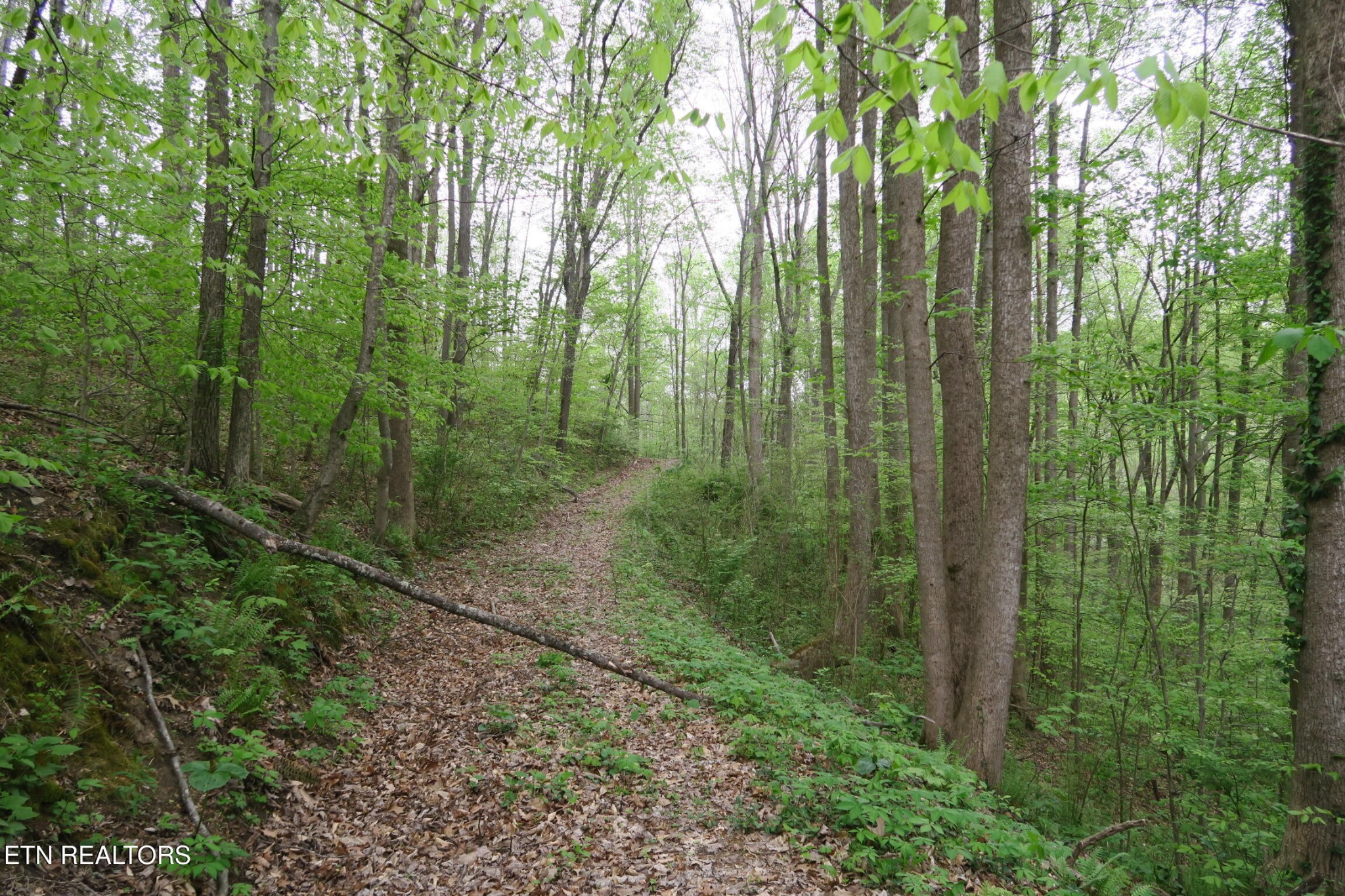 250 Mountain Side Lane Property Photo 7