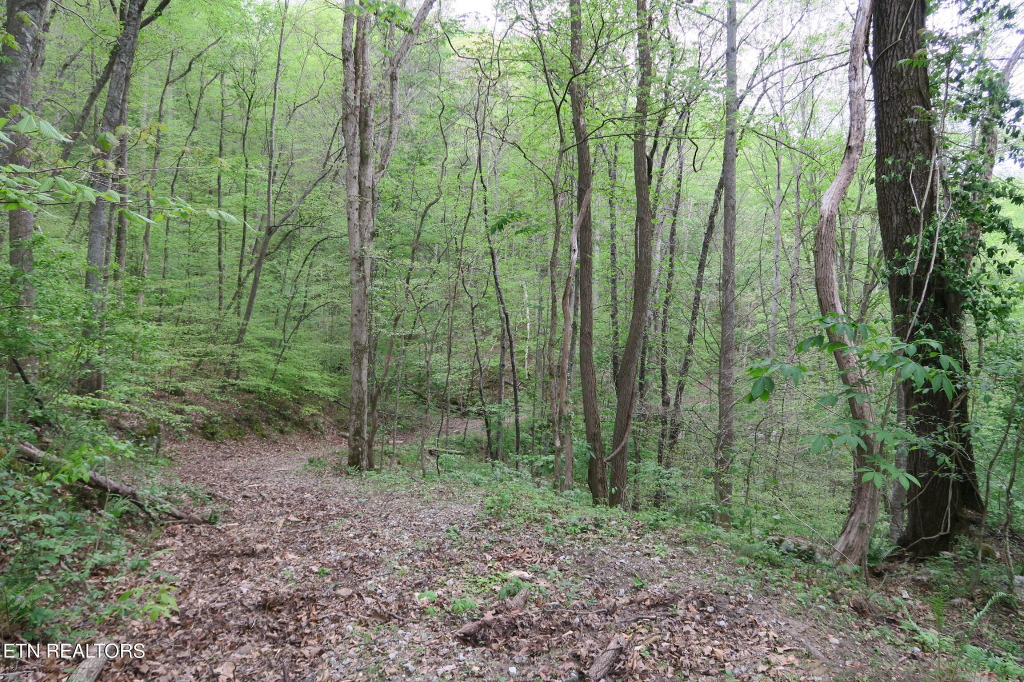 250 Mountain Side Lane Property Photo 10