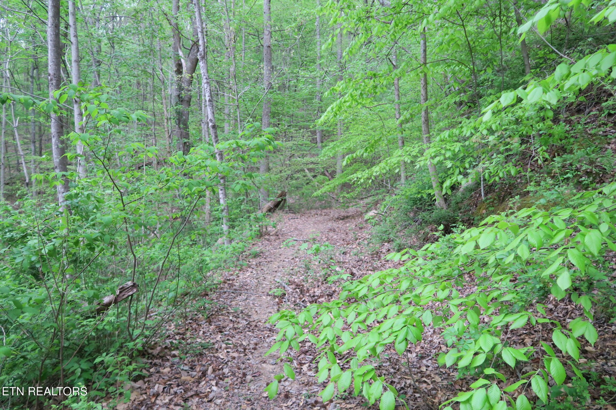 250 Mountain Side Lane Property Photo 23