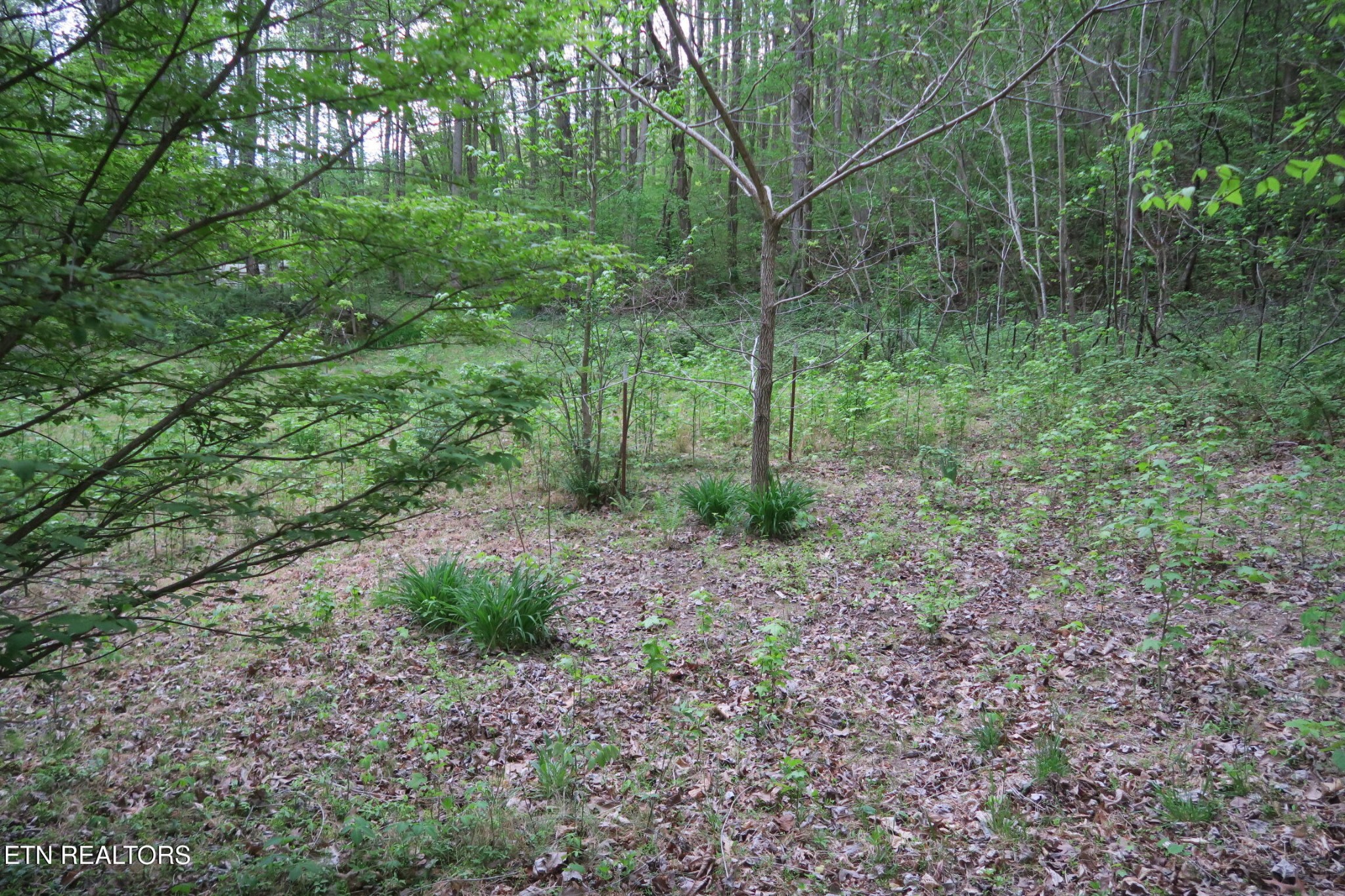 250 Mountain Side Lane Property Photo 35