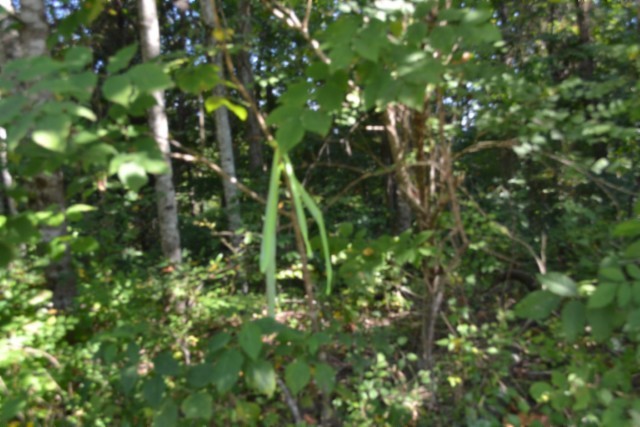 3 Ac Rock Springs Rd Property Photo 2