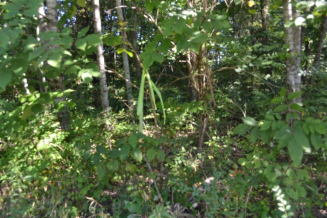 3 Ac Rock Springs Rd Property Photo 3