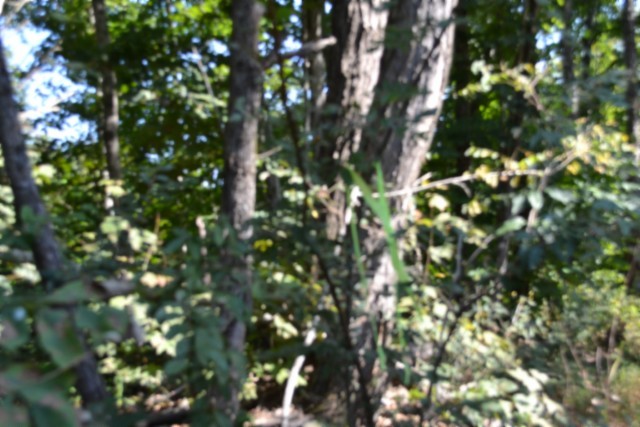 3 Ac Rock Springs Rd Property Photo 15