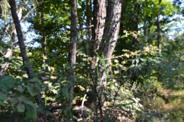 3 Ac Rock Springs Rd Property Photo 16