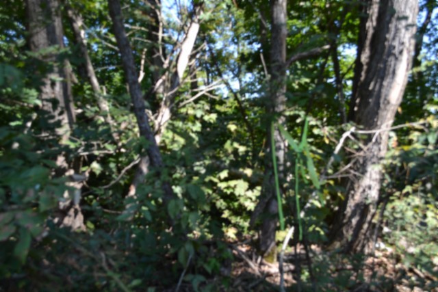 3 Ac Rock Springs Rd Property Photo 17