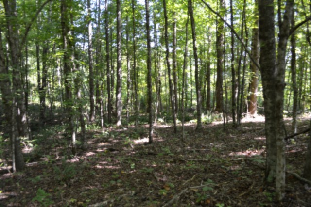 3 Ac Rock Springs Rd Property Photo 25