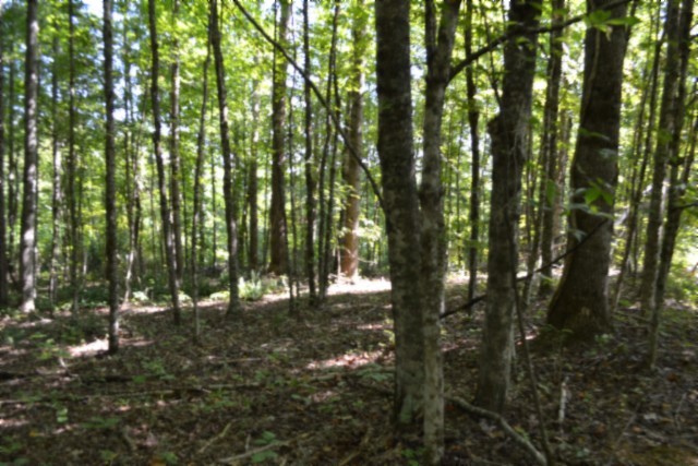 3 Ac Rock Springs Rd Property Photo 29